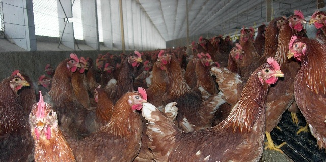 Cage Free Eggs